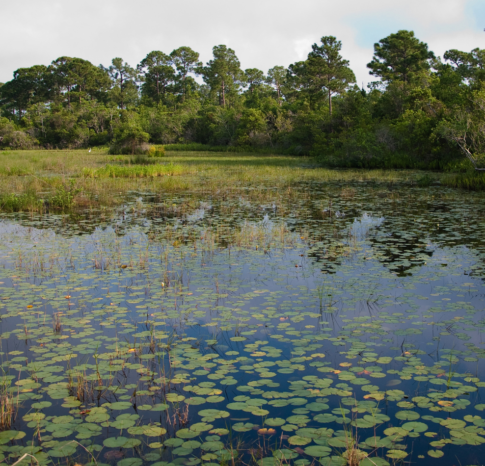 florida-s-wetlands